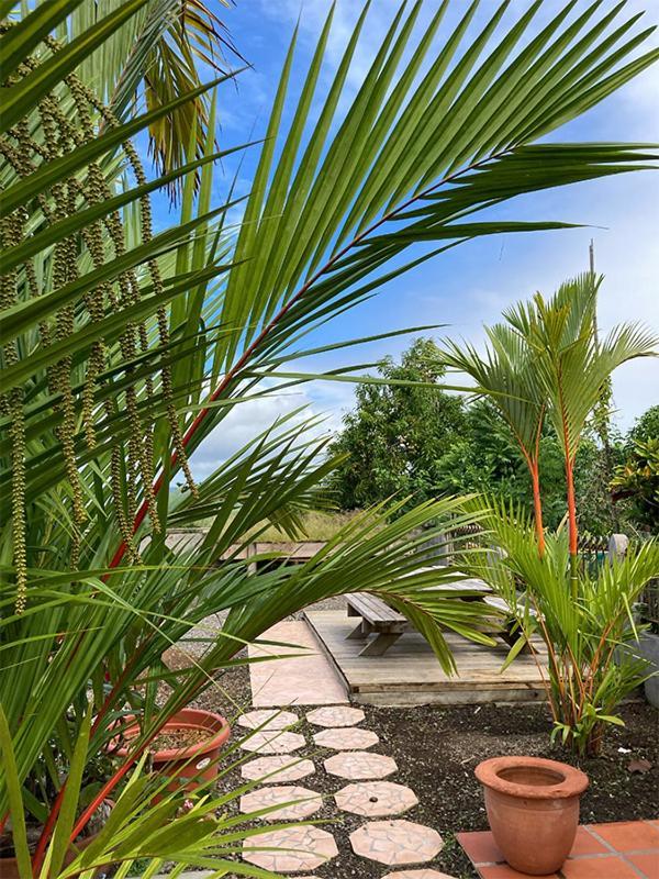 Villa La Roserie Ducos Exterior foto